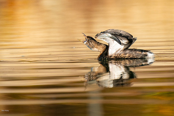 Pied-billed Grebe (Podilymbus podiceps) Stretching