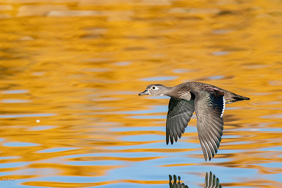 Wood Duck (Aix sponsa) Hen Flying Over Pond With Autumn Reflecti