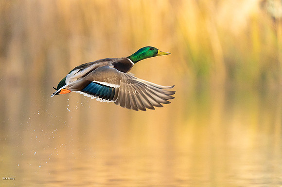 Drake Mallard (Anas platyrhynchos) in Flight