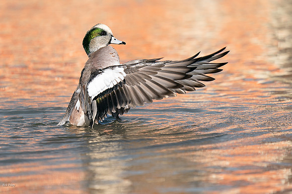 American Wigeon Drake (Anas americana) Drying Wings