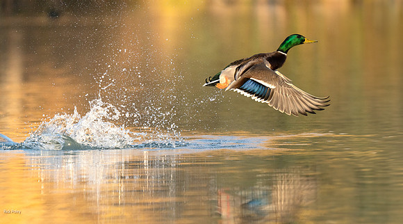 Drake Mallard (Anas platyrhynchos) Explodes from Freshwater Pond