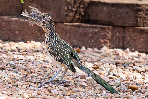Greater Roadrunner (Geococcyx californianus) Eating House Finch