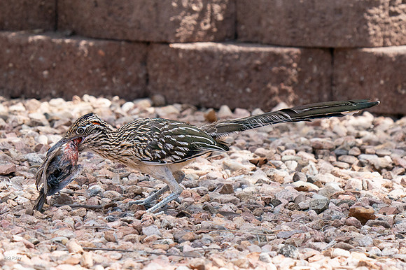 Greater Roadrunner (Geococcyx californianus) Eating House Finch