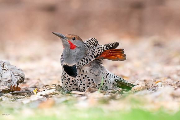 Northern Flicker (Colaptes auratus)