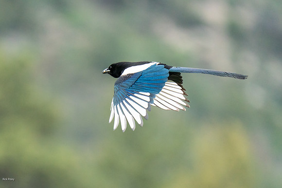 Black-billed Magpie (Pica hudsonia) Returning to Nest With Food