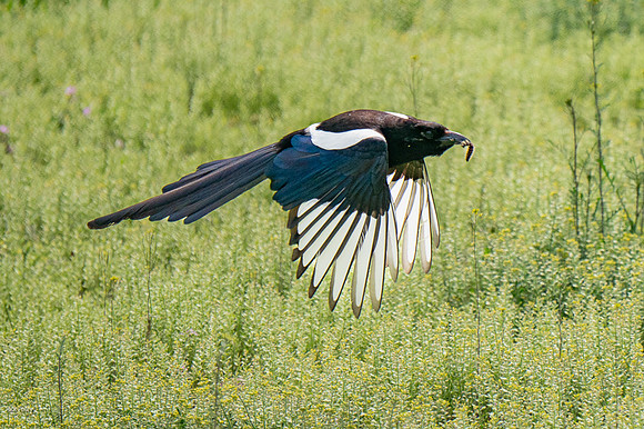 Black-billed Magpie (Pica hudsonia) Flying With A Caterpillar