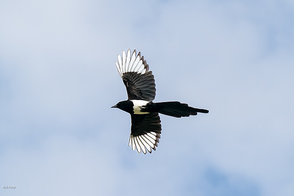 Black-billed Magpie (Pica hudsonia) in Flight