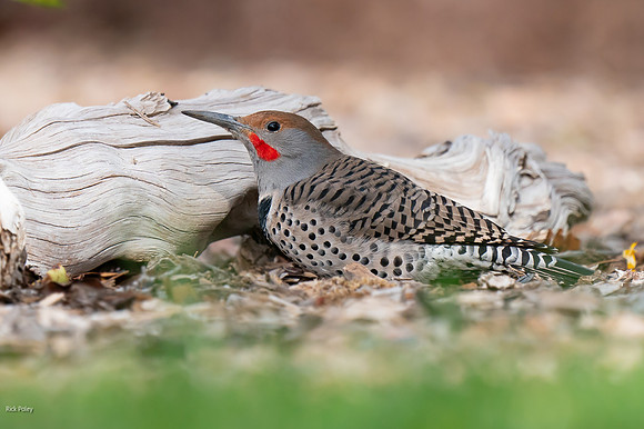 Northern Flicker (Colaptes auratus)