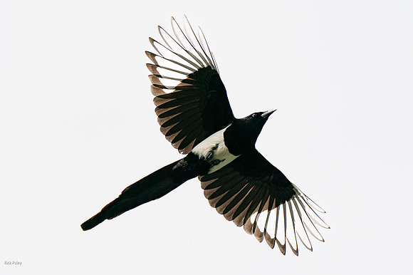 Black-billed Magpie (Pica hudsonia) in Flight