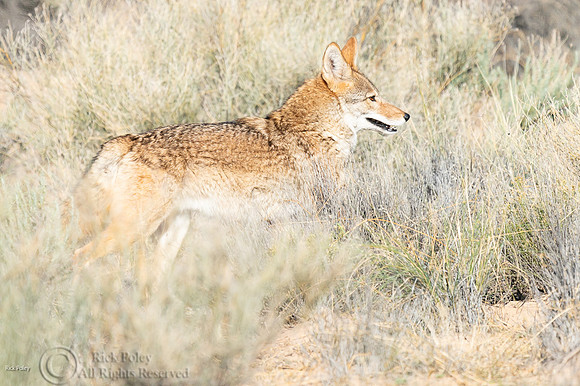 Coyote (Canis latrans)