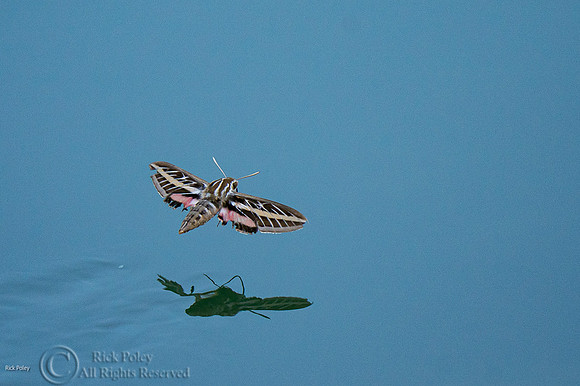 White-lined Sphinx Moth (Hyles lineata) Flying Over Pond