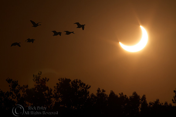 Annular Solar Eclipse & Canada Geese