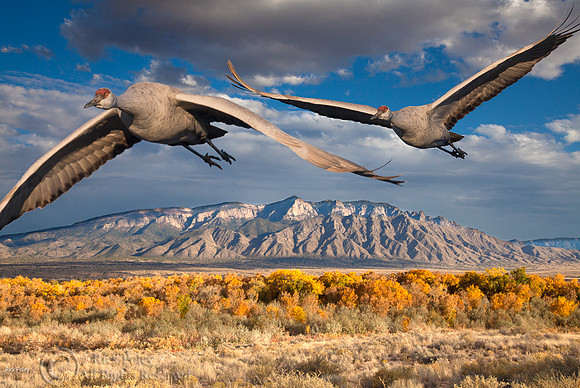 Sandhill Cranes & Sandia Mountain (Images Blend)