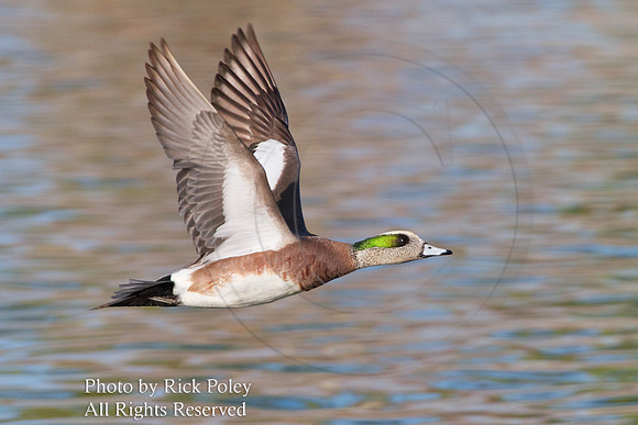 American Wigeon (Anas americana) Drake in Flight