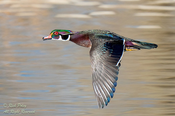 Drake Wood Duck (Aix sponsa) In Flight, NM