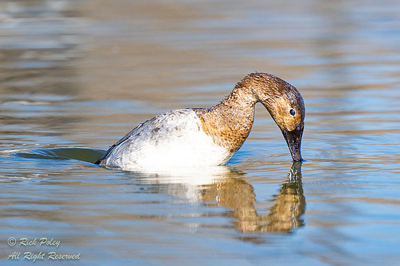 Juvenile Canvasback (Aythya valisineria) Diving, NM