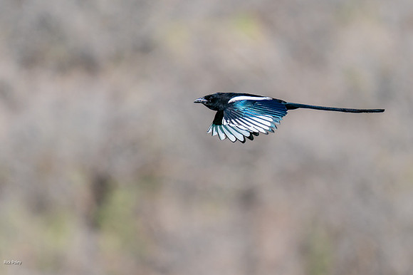 Black-billed Magpie (Pica hudsonia) in Flight