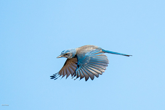 Woodhouse's Scrub Jay (Aphelocoma woodhouseii) in Flight