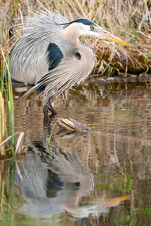 Great Blue Heron (Ardea herodias) Preening