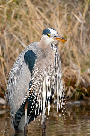 Great Blue Heron (Ardea herodias) in Breeding Plumage