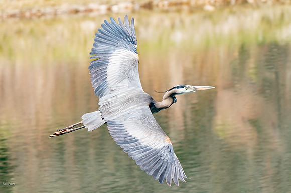 Great Blue Heron (Ardea herodias) Banking in Flight