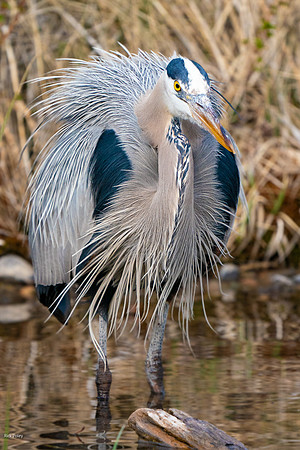 Great Blue Heron (Ardea herodias) Preening