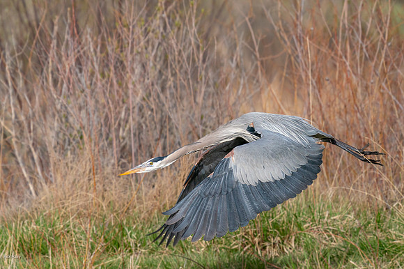 Great Blue Heron (Ardea herodias) in Flight