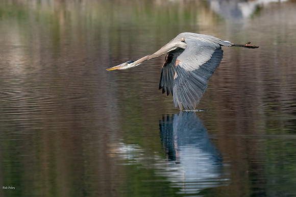 Great Blue Heron (Ardea herodias) in Flight Over Freshwater Pond