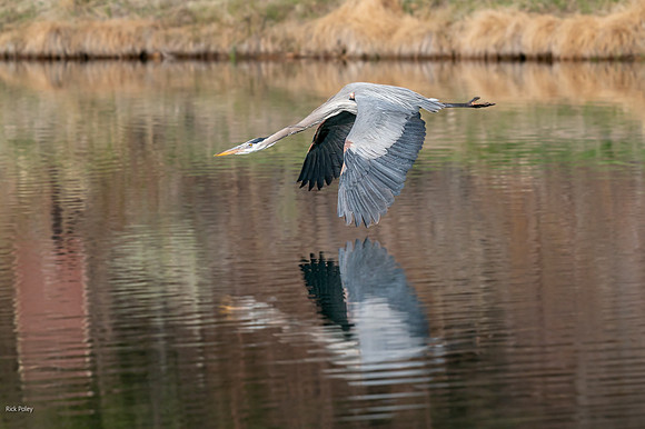 Great Blue Heron (Ardea herodias) Flying Over Pond
