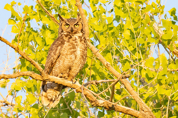Great Horned Owl (Bubo virginianus) Adult