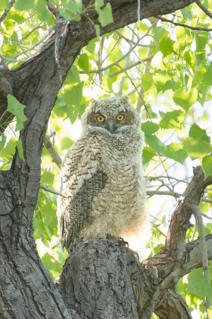 Great Horned Owl (Bubo virginianus) Fledgling