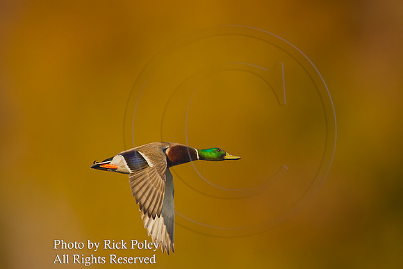 Drake Mallard in Flight