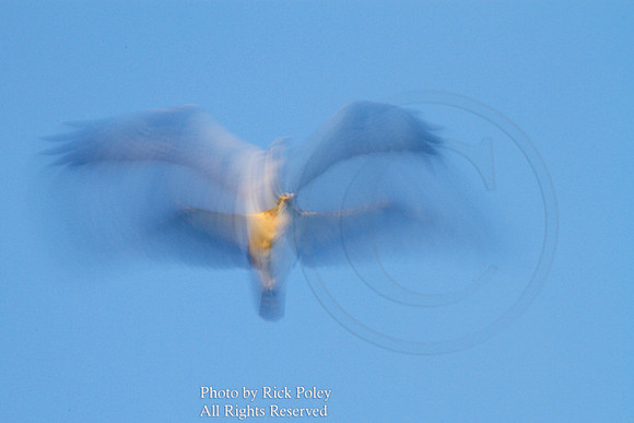 Surrealistic Osprey (Pandion haliaetus) Flight