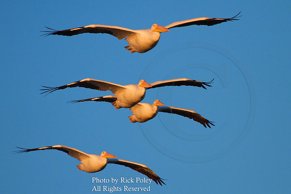 American White Pelicans (Pelecanus erythrorhynchos) in flight