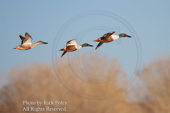 Flying Northern Shovelers NM