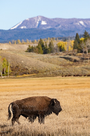 American Bison (Bison bison) Bull Grand Teton National Park, WY
