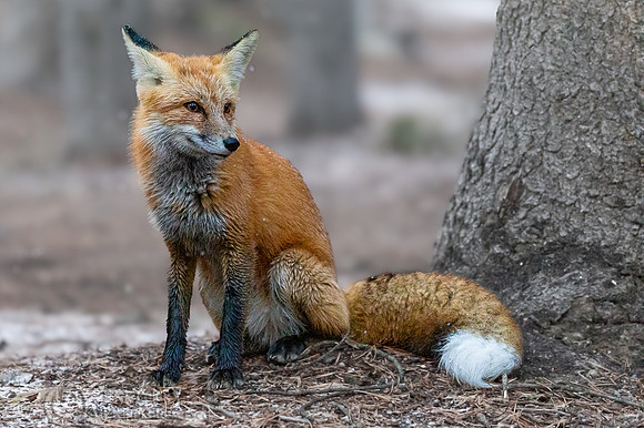 Red Fox (Vulpes vulpes) in Snow