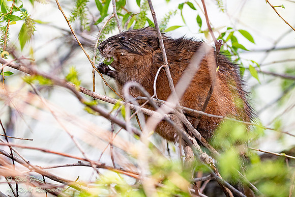 Foraging Muskrat (Ondatra zibethicus), OH