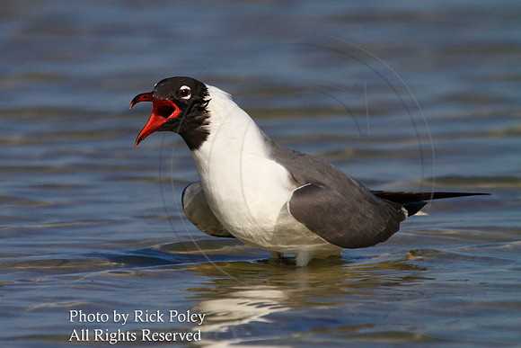 Laughing Gull Calling