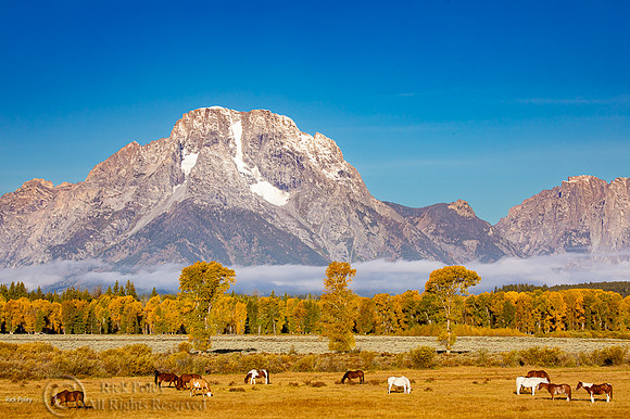 Horses in Pasture in Autumn Season, Mt. Moran (El. 12605'), Gran