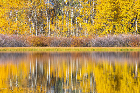Oxbow Bend, Quaking Aspen (Populus tremuloides) Reflections, Gra