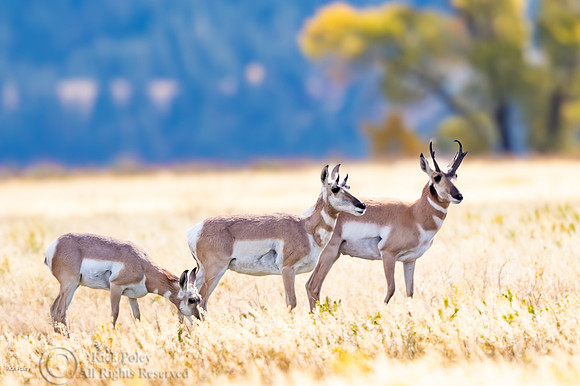 Pronghorn (Antilocapra americana) Family