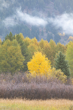 Quaking Aspen (Populus tremuloides) Conifers in Autumn, Grand Te