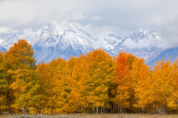 Autumn Trees & Snow-covered Mountains, Grand Teton NP, WY