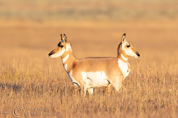 Pronghorn (Antilocapra americana), Grand Teton NP, WY