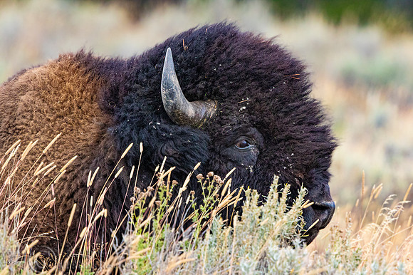 Resting American Bison (Bison bison) Bull; Yellowstone NP, WY