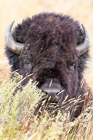 American Bison (Bison bison) Bull, Yellowstone NP, WY
