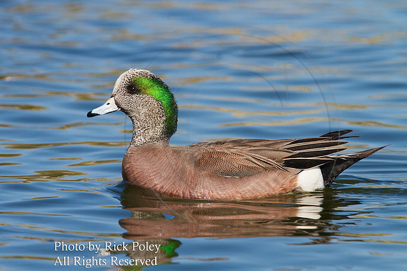 American Wigeon (Anas americana)