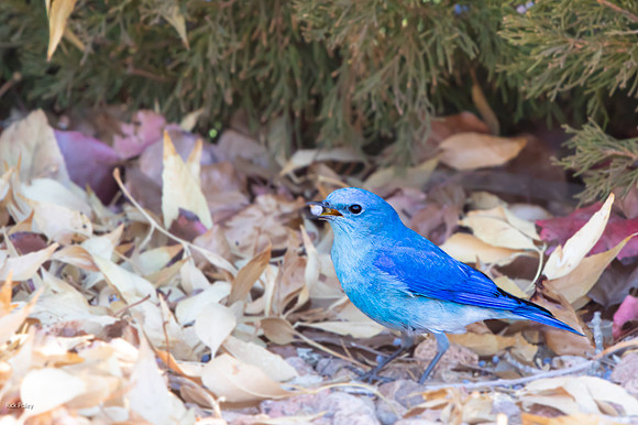 Male Mountain Bluebird (Sialia currucoides) Feeding on Juniper B