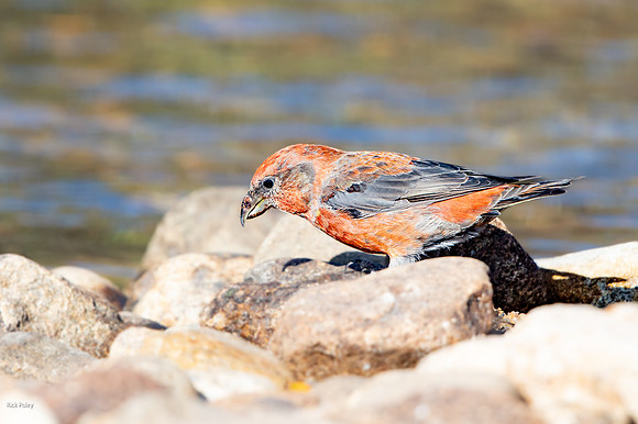 Red Crossbill (Loxia curvirostra), Rocky Mountain NP, CO